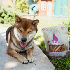 Loving Pets Natural Value duck sticks dog enjoying a chew during training reward.