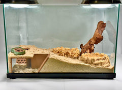 Lucky Critter Hermit Crab Safe Plastic Cave showcases durable hermit-safe decor.