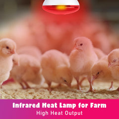LUCKY HERP chicks-coop-setup heat lamp keeps chicks comfortable during growth.