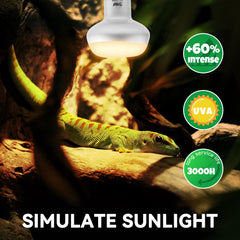 LUCKY HERP UVA daylight lamp demonstrates natural sunlight simulation in terrarium.
