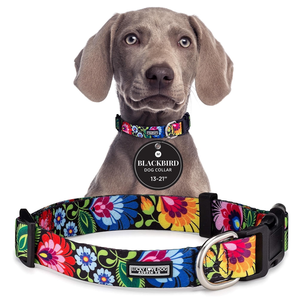 Lucky Love Dog adjustable collar close-up showing easy-click buckle for secure daily wear.