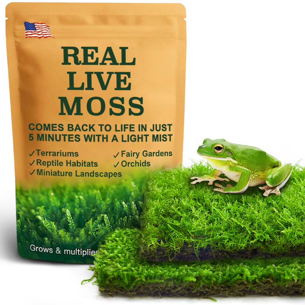 LUCKYRUNES Live Moss two varieties contrast textures for realistic terrarium landscapes