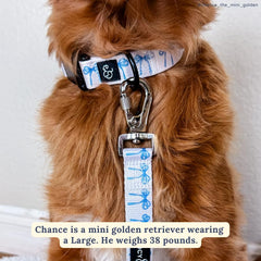 Lucy & Co. dog collar shows premium polyester webbing for comfortable walks.