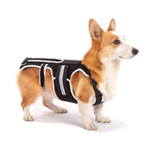 LufeLux back brace on a dog wearing it for comfort and spine support during activity.
