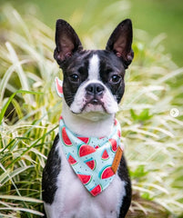 LunaMarie watermelon bandana close-up shows lightweight, breathable fabric for all-day pet comfort.