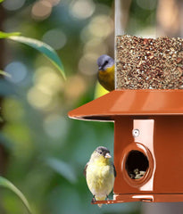 LYKENTOR large-capacity 4.8 lb feeder image shows extended seed supply for days.