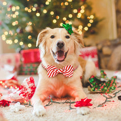 Malier Christmas Collar with Bowtie on dog, adjustable fit for comfort.