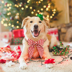 Malier buckle-detail on Christmas collar highlights secure, easy-to-use fastenings for dogs and cats.