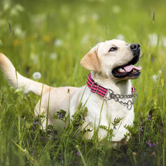 MAOWUWUJOZ reflective nylon collar at night improves visibility