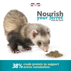 Marshall Select Chicken Formula ferret eating in bowl demonstrates daily feeding routine.