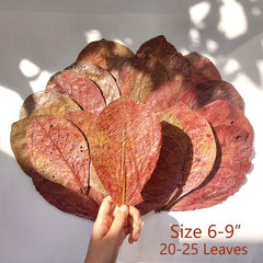 Closeup of Matchimaa Indian Almond Leaves texture highlighting natural tannin-rich surface.
