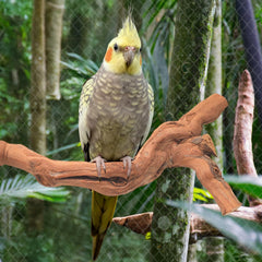 Matutinus multi-function bird toy adds entertainment and exercise in a compact cage.