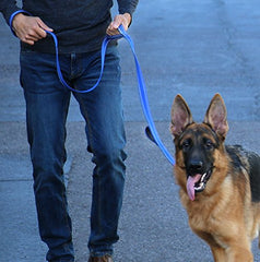 Max and Neo leash with reflective stitching enhances visibility during low-light walks.