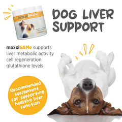 maxxipaws maxxiSAMe powder jar closeup highlighting premium SAM-e liver and cognitive support.