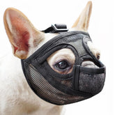 Mayerzon short snout muzzle front view with adjustable strap for comfortable walks