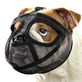 Mayerzon short snout muzzle with full pant design for safer outdoor walks.