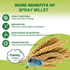 Meilleure spray millet in feeder promotes interactive feeding for birds.
