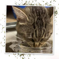 Meowijuana Pawty Mix shown on bed or scratcher for interactive play