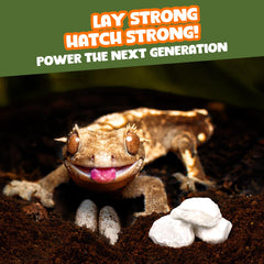 Meric CoCoo Mineral Rocks support humidity and micro-habitat features in terrarium.
