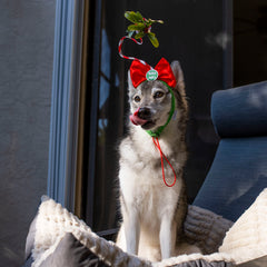 Midlee Christmas Mistletoe Dog Headband stretched to show size range for medium to large dogs.