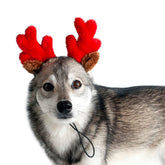 Midlee Christmas Reindeer dog antlers front view for festive photos