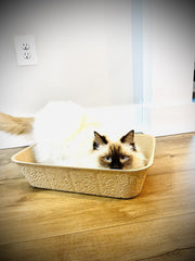 Midlee disposable cat litter box pack-5 travel-setup shows compact portability