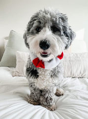 Midlee dog Christmas collar with elastic stretch for secure, comfortable wear