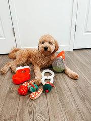 Midlee gnome hidden ball toy tucked in a stocking for a festive dog surprise.