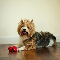 Midlee mini dog tennis ball closeup red fiber exterior grip
