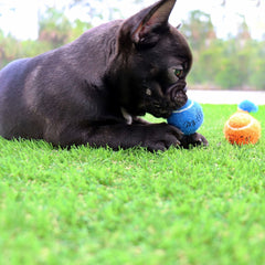 Midlee mini tennis balls squeaker red closeup demonstrates interactive play and audible engagement.