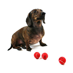Midlee puppy fetch with red mini tennis ball outdoors