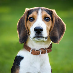 Mile High Life rope dog collar soft cotton rope texture ideal for comfy daily walks.