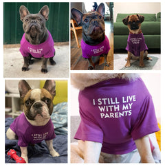 MISS PET French Bulldog shirt letter pattern adds stylish park-ready look