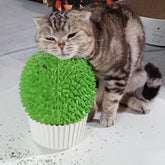 Miwoowim Catnip Feeder cat-face scratcher green for grooming and play
