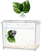 Moonorange mini betta tank 360 view for clear observation