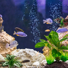 Moonorange terrarium decoration wide view shows versatile habitat setup for reptiles, fish, and amphibians.