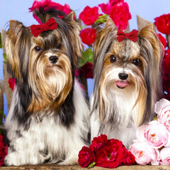 Mruq pet soft material bows showing lace texture and durability