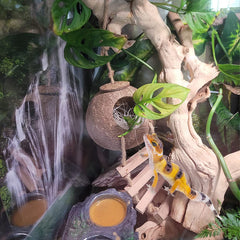 MUYG leopard gecko tank accessories highlight natural, safe decor for enclosures.