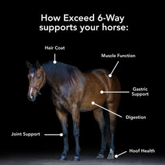 MVP Exceed 6-Way joint-support image highlights potential mobility during workouts