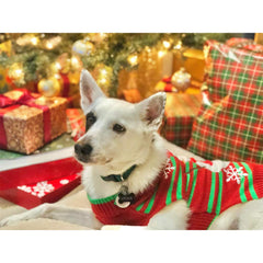 NACOCO dog snow sweater XXS model wearing it for cute holiday photos and snuggles