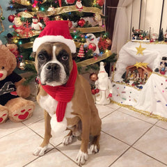 NACOCO soft acrylic pet scarf offers cozy warmth for cold days.