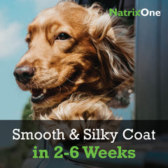 NatrixOne camelina oil for dogs meal-mix supports seamless feeding.