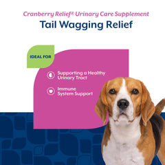 NaturVet Cranberry Relief Plus Echinacea dog sniffing chews near bowl
