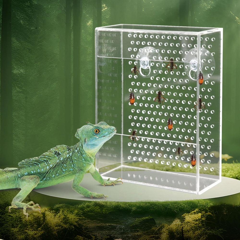 Neeenn bearded dragon feeder box inside tank shows secure insect access and clear viewing.