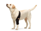 NeoAlly elbow brace worn on dog's left elbow for secure comfort during daily activities