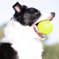 Nerf Dog ball with textured hexagon outside for easy pickup.