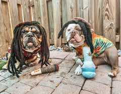 Nestpark Doggy Doobie 9-5-inch-size suits small to large dogs.