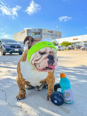 Nestpark dog toy showcasing squeaker and crinkle sounds for sensory play