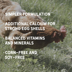 Chickens peck at New Country Organics 17% protein layer feed.