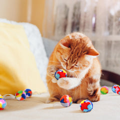 Nicunom interactive-play image shows chasing and batting for exercise and bonding.